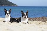 BOSTON TERRIER 328